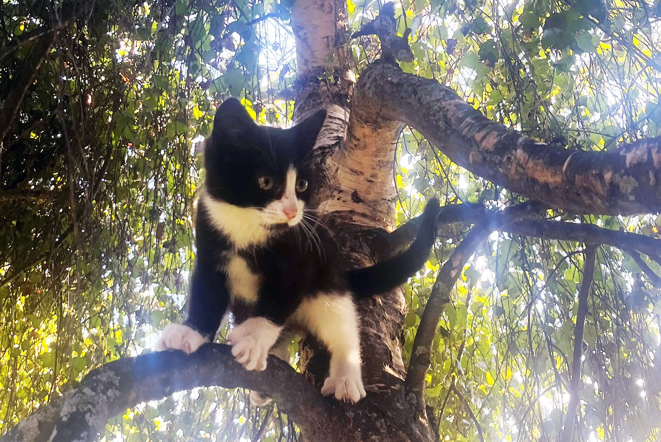 Katze auf dem Baum
